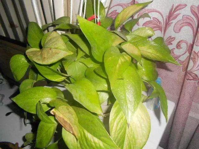 绿萝叶子腐烂发黄要这样处理, 不用几周就能枝繁叶茂了