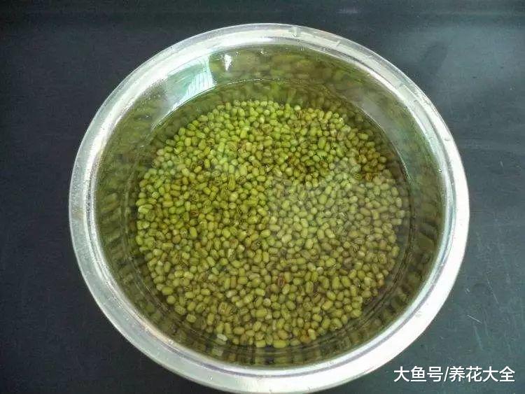 几粒绿豆, 一把热水壶, 3天发出无毒绿豆芽!