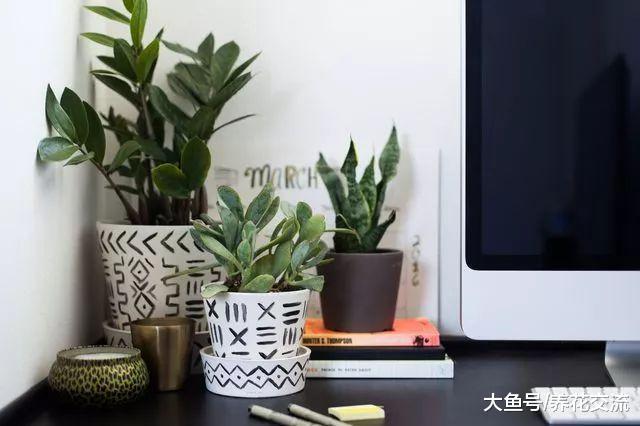 在桌面上养个简单的DIY盆栽植物, 让你的办公桌焕然一新