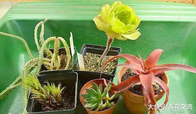 用普通的陶盆打造一个室内多肉植物小景观, 新手也能制作