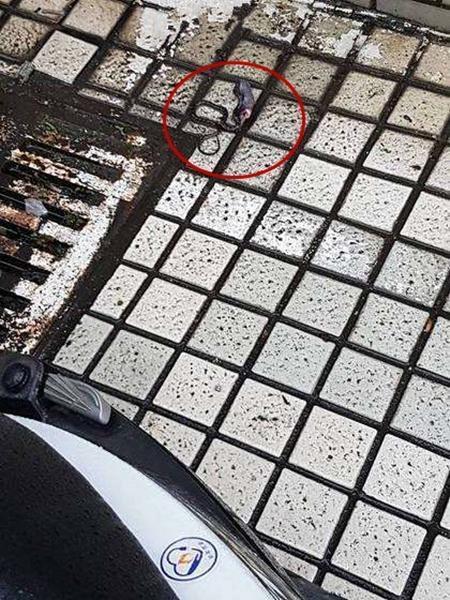 女子院中发现半米长黑粉色肉虫