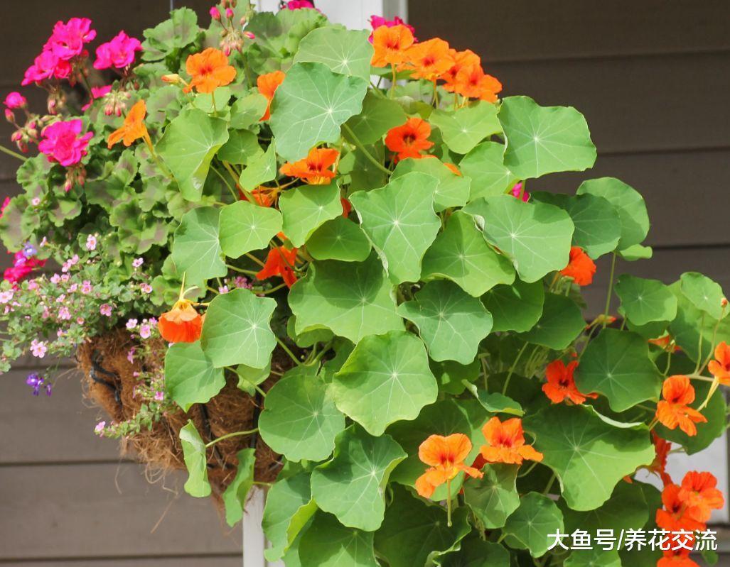 养在空中吊盆完美无瑕的8种花, 阳台、走廊和窗台都能种