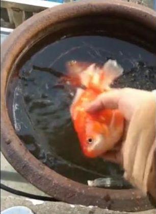 小伙养了一缸金鱼, 早上起来一看, 居然全部都淹死了
