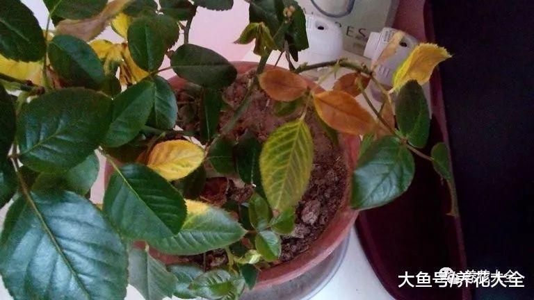 家里的花别乱摆, 摆错了位置, 养一盆死一盆