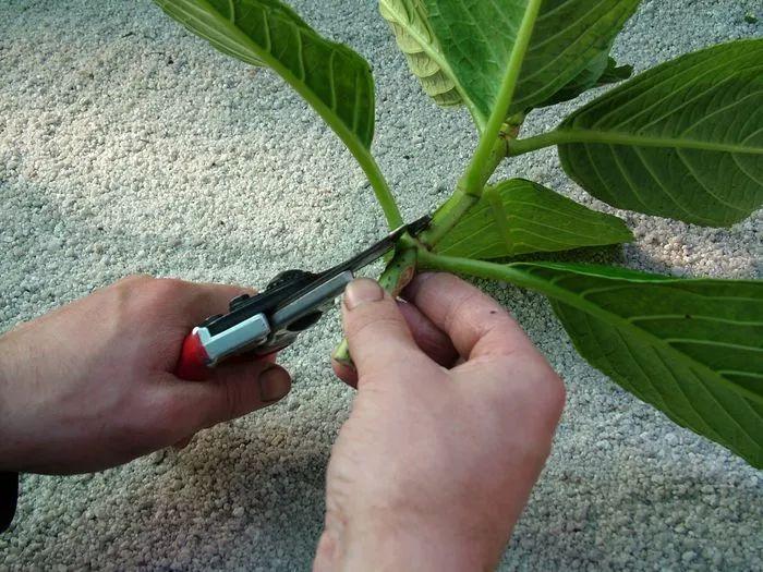 绣球花剪一段枝条插在土壤中就能生根, 不用两周根系长满盆