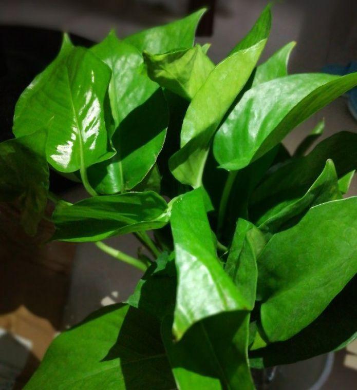 家里种上这些植物, 就能轻松清除家里的有害气体