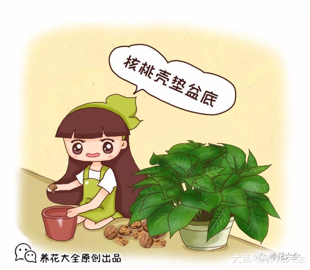 给花来个“人工呼吸”, 叶子绿得像翡翠, 花儿不烂根!