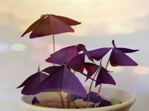 美腻到不行的紫色植物, 高逼格的家居生活怎么能缺少它呢!