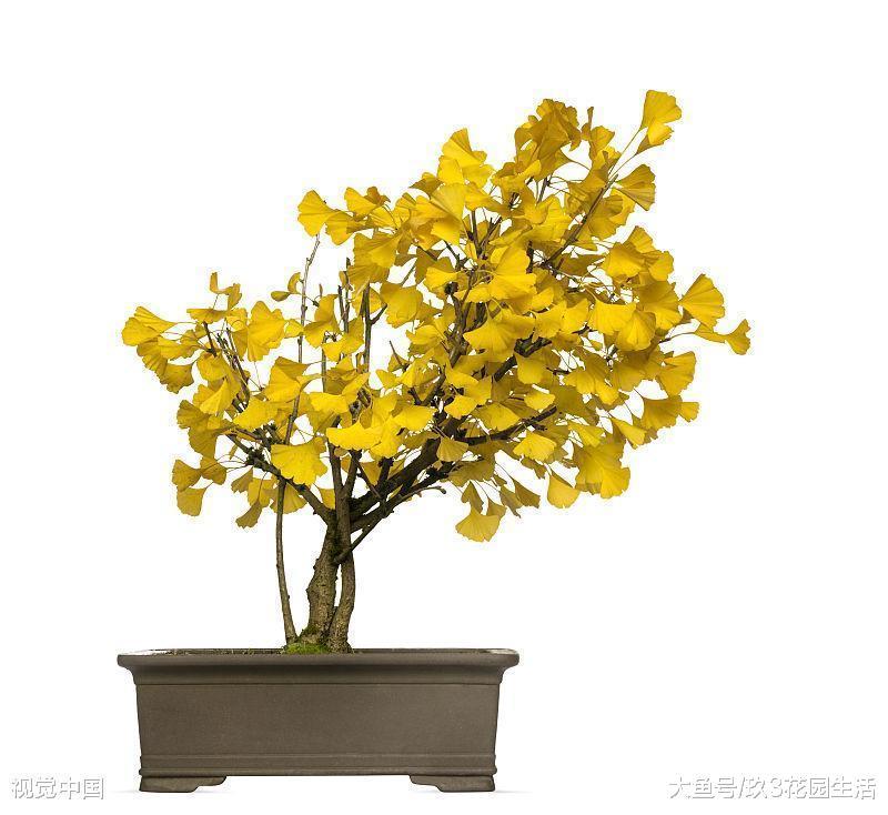 树木盆景中常用的几种植物(一)