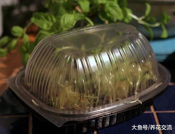 7天种出新鲜诱人的微型蔬菜, 种菜每天浇水就能采摘了