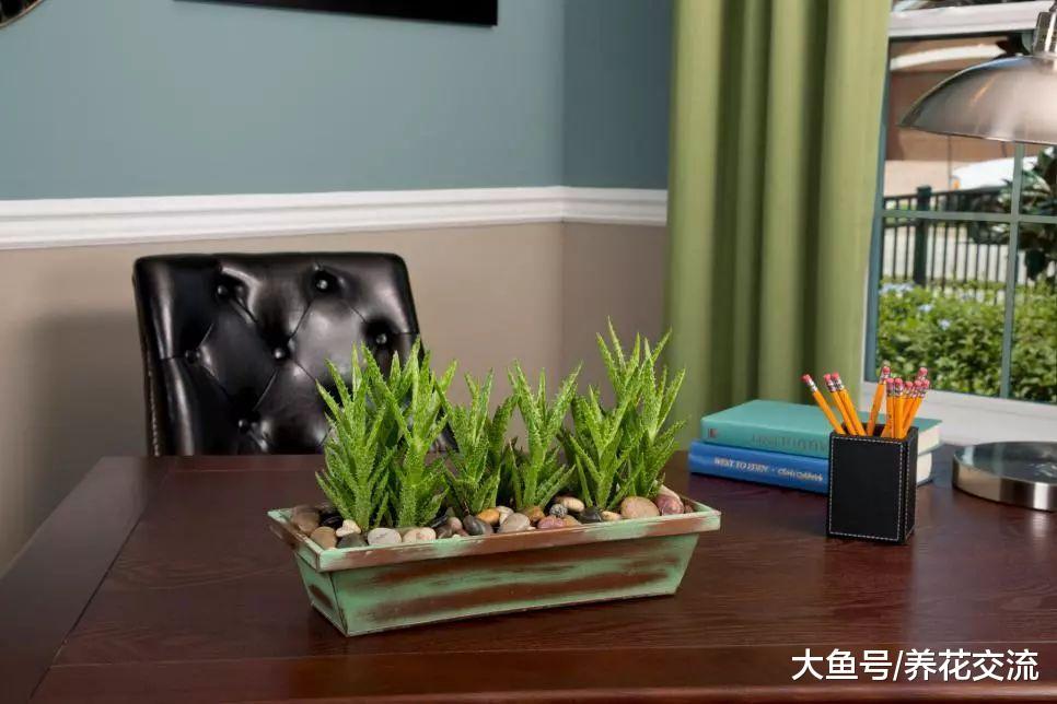 这7种室内盆栽植物养着半月都不浇水都能活, 你养了哪一种?
