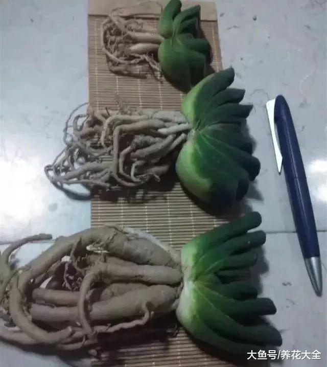 多肉上盆看准根, 让肉肉住得舒服, 蹭蹭长爆盆!