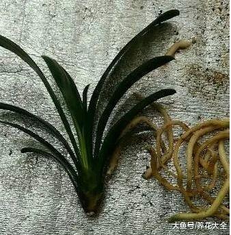 君子兰发财树随手扔水里, 最后还长疯了!