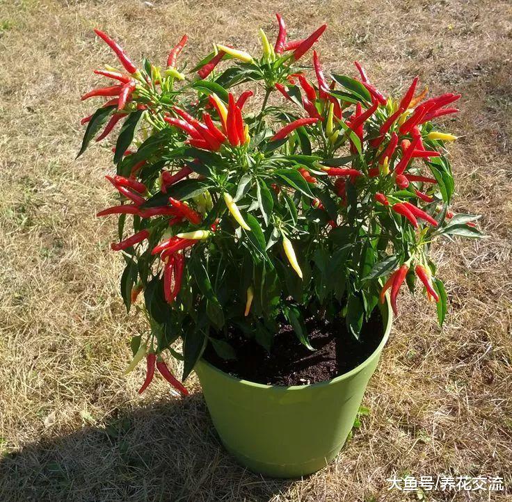 辣椒在花盆里播种繁殖, 掌握几个小技巧就能不断结果