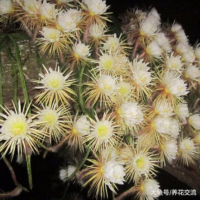 长成瀑布一般花树的蟹爪兰和仙人指, 没想到是用仙人掌嫁接的