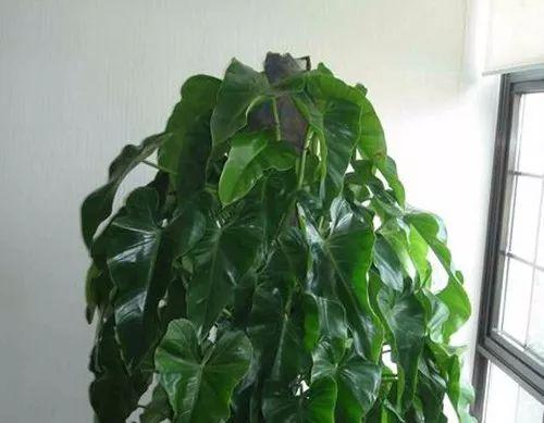 这些植物放在一起养, 可以产生意想不到的反映呢!