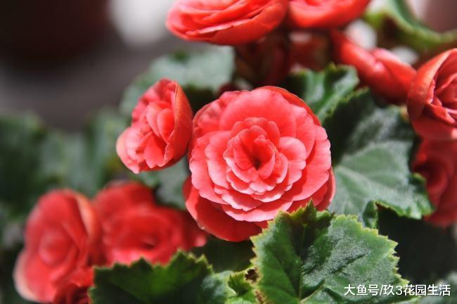 家居养花之年宵花卉新秀榜——丽格海棠