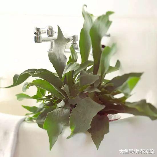 适合养在遮阴处的几种观赏蕨, 没有光照也能保持常年翠绿