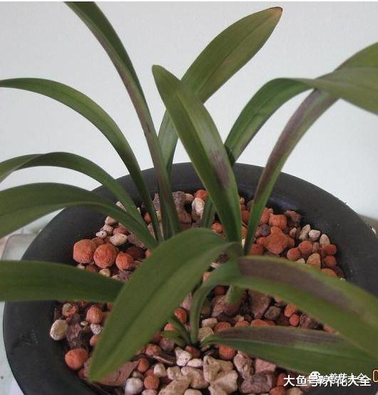 浇花加点小药片, 一年不再黄叶, 一窜几米高!
