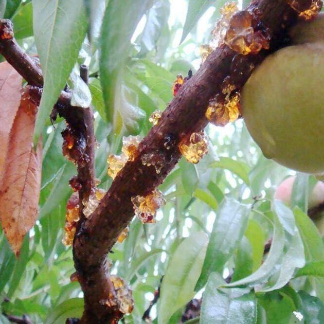 女人年过35岁, 多吃这些碱性食物, 卵巢毒素排得快, 女人味十足