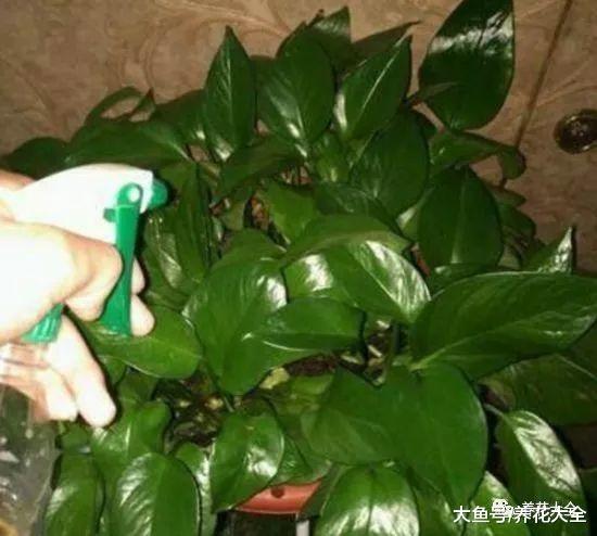 绿萝文竹总发黄? 只用这1招让它绿油油!