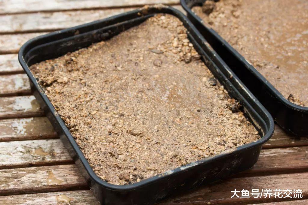 多肉植物和仙人掌用种子繁殖, 一个盆就能长上百棵苗