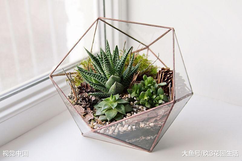 刚拿到手的多肉植物初期如何养护?
