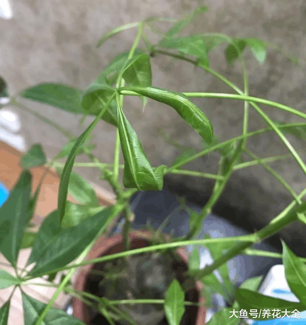 发财树叶子总打卷, 不是招虫就是缺肥!
