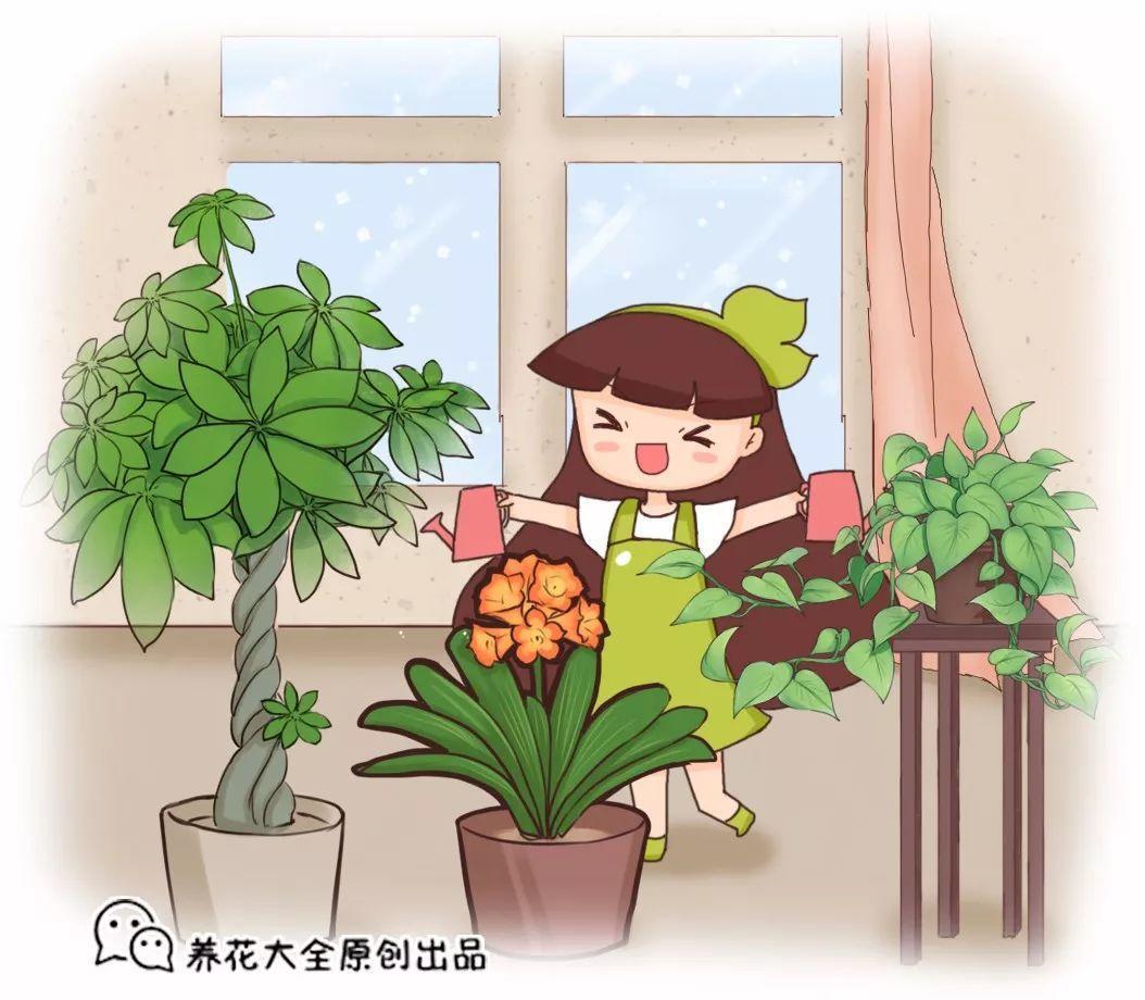 冬天浇水不对, 黄叶烂根全死掉! 浇水学会这句话就够了!