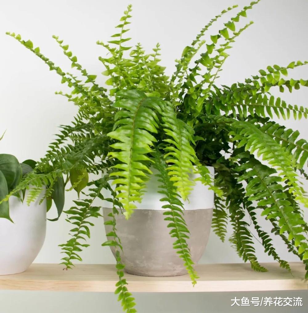 五种在低光照的室内也能生长良好的花卉植物, 你家养了哪种?
