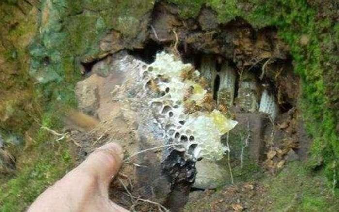 农村大爷山里挖的好东西, 大爷说: 留着自己吃, 给再多钱也不卖