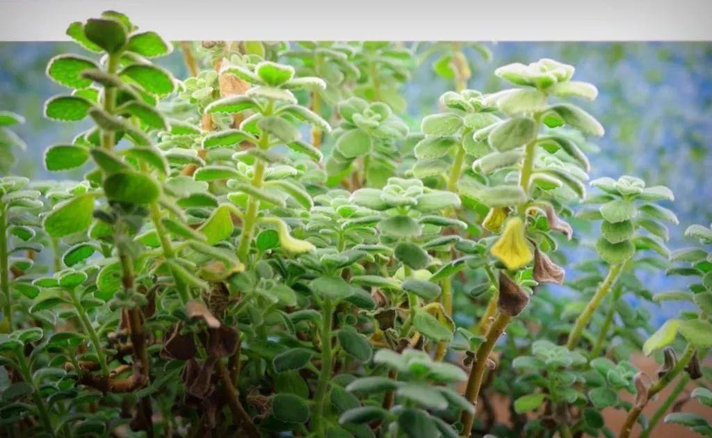 这种植物经常被误认为是多肉植物, 新手天天浇水也能养爆盆