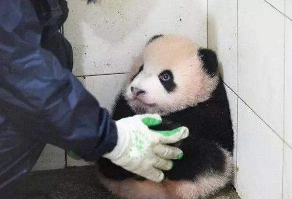 熊猫宝宝总是捣乱, 被清洁阿姨放在角落, 可怜的表情让人萌化了