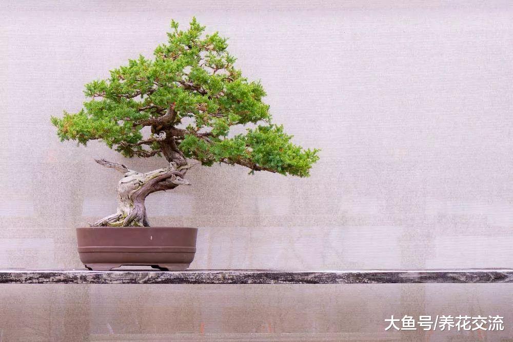 冬天养在室内耐寒的5种植物盆景, 半个月不浇水也没关系