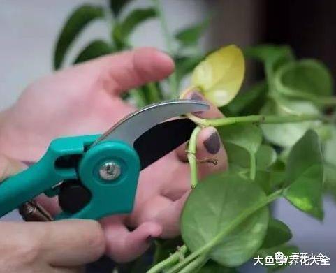 绿萝茶花老黄叶, 随手加点它, 叶子绿得冒油