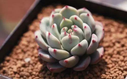 原来多肉养不好都是这问题, 后悔没早点发现原因!