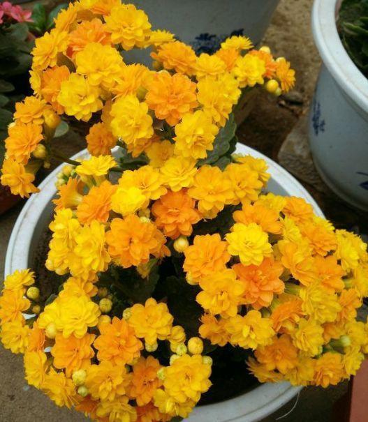 这花10块钱买3盆, 能开一冬天, 想养死都难!