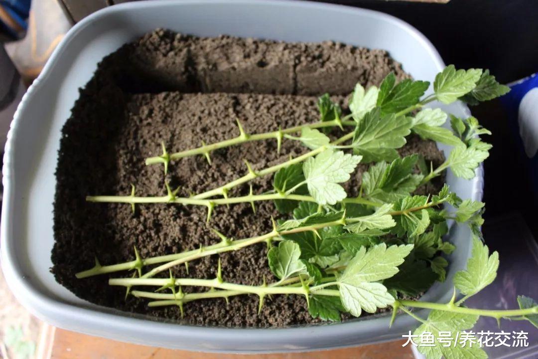 修剪植物剩下的枝条不要丢, 做好这4点, 直接插在土壤中就能活