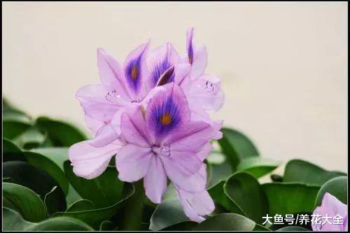 揪片叶子丢水里, 呼啦啦长出一大片, 开花了忒漂亮!