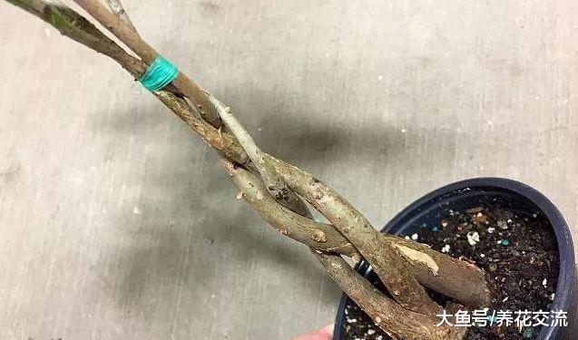 发财树这样养叶片常年都是翠绿的, 根茎还能长成辫子状