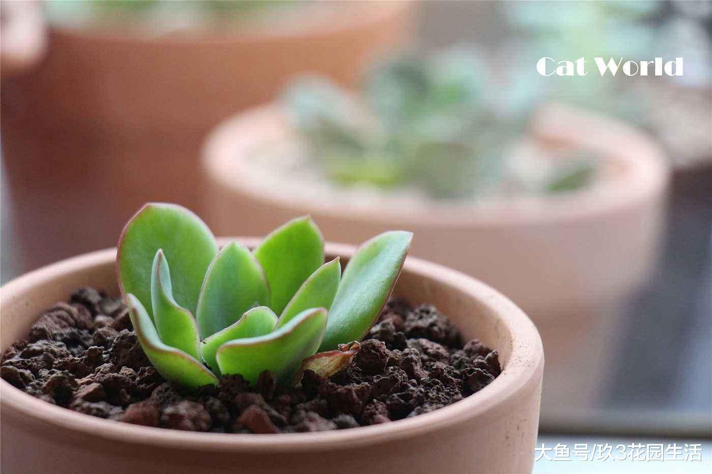 家居养花之多肉植物——花之鹤