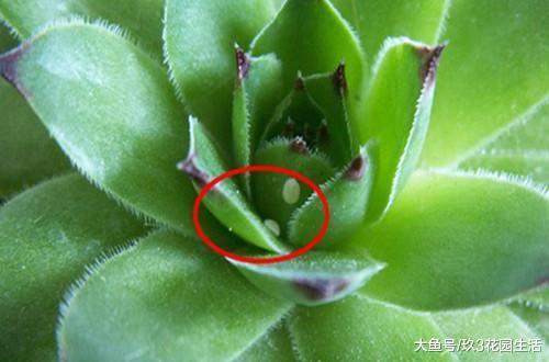 多肉植物中最常见的虫害——介壳虫