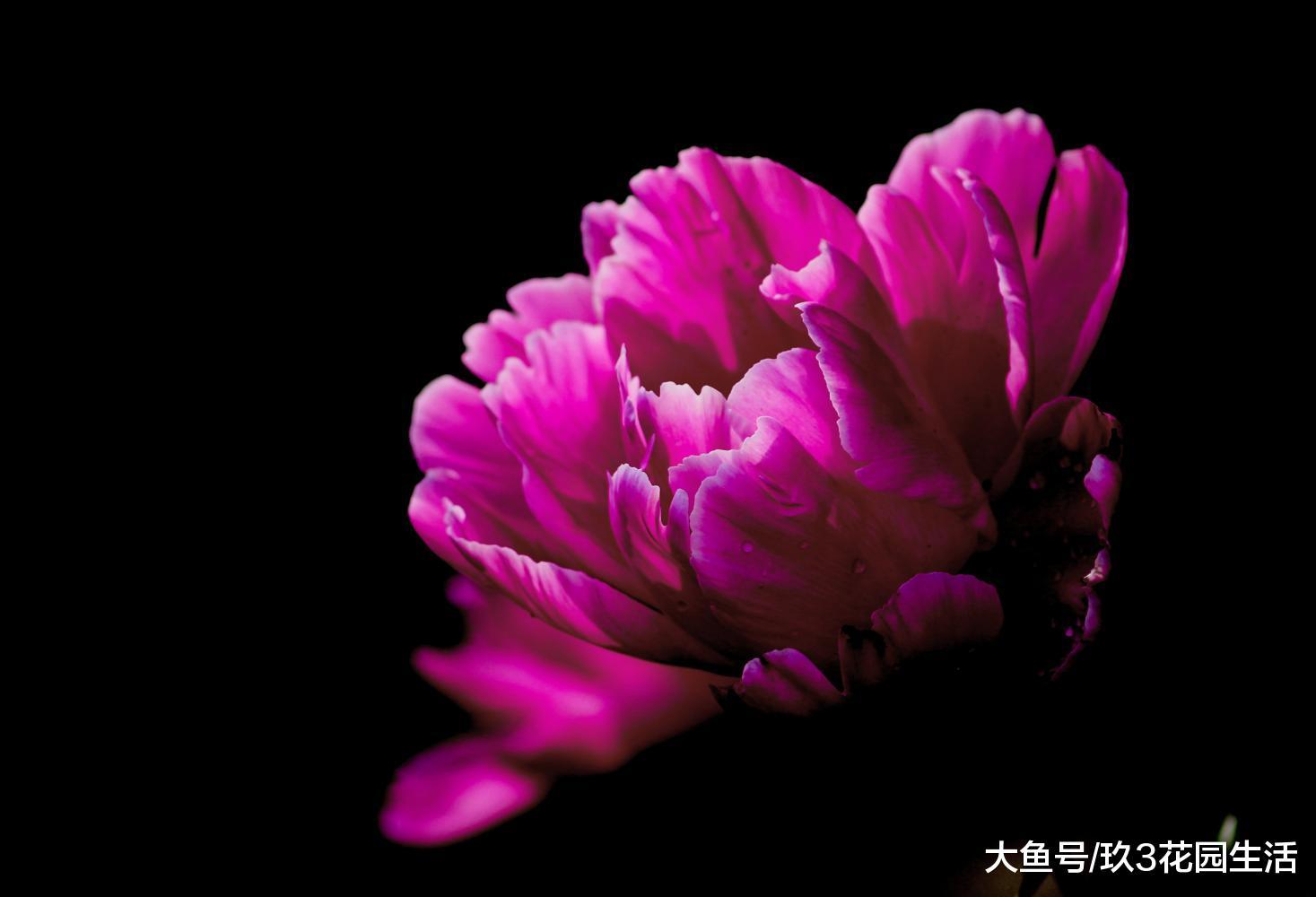 家居养花之花中之相——芍药