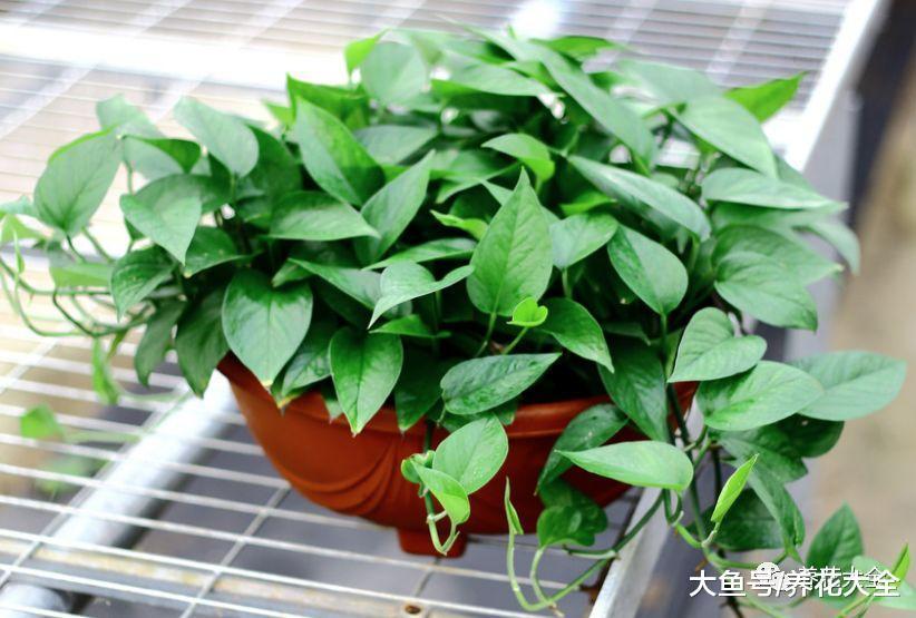 绿萝茶花老黄叶, 随手加点它, 叶子绿得冒油