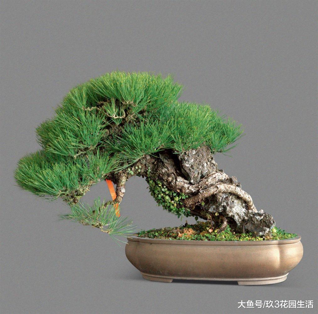 附石类盆景常见的3种形式