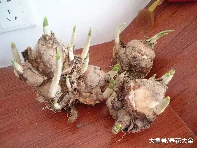 开春花市买花太多坑, 学了这些秘诀, 全看破