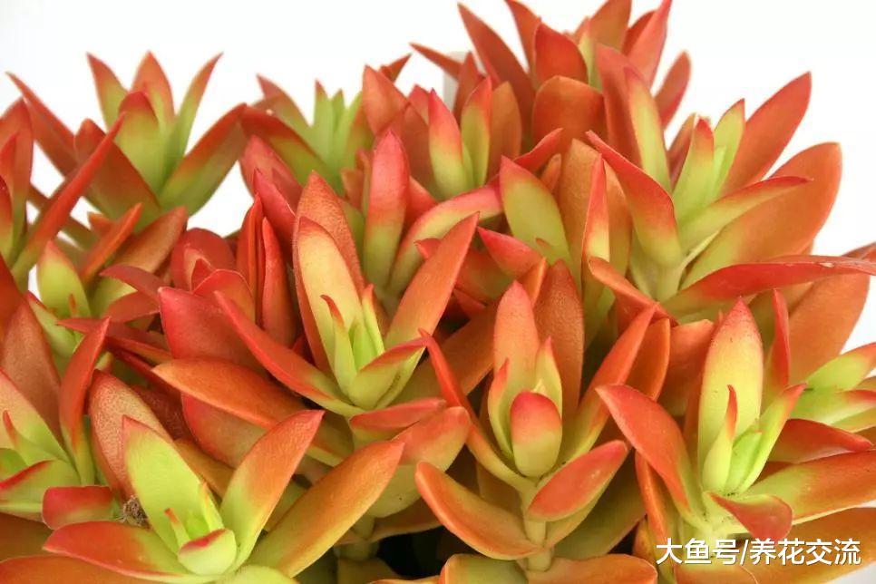 这7种室内盆栽植物养着半月都不浇水都能活, 你养了哪一种?