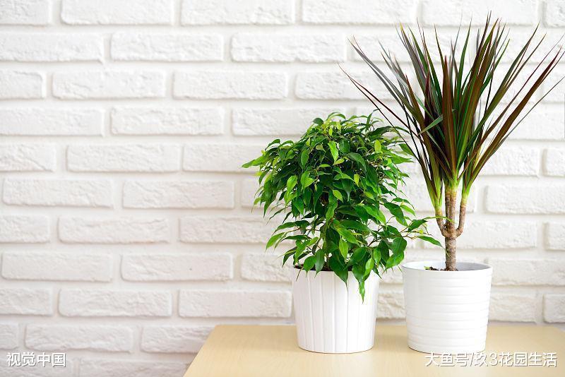 给植物施肥需要掌握的3个正确的方法