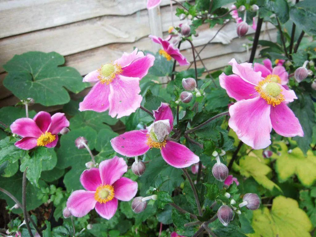 可以长成一片珠宝一般的银莲花, 花茎能够长到1米高