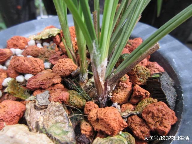 兰花白绢病的预防及其治理